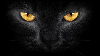 Black cat yellow eyes gothic - a black cat free wallpaper