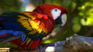 Colorful parrot forest blurry background - a colorful parrot free wallpaper