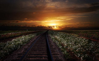 Sunset traintracks flower field cityscape - the track free wallpaper