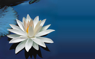 White flower blue pond fish - a fish free wallpaper