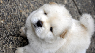 White dog stone floor cute - dog free wallpaper