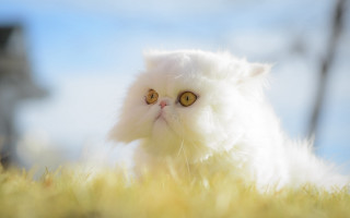 White cat yellow eyes grass - white background free wallpaper for desktop