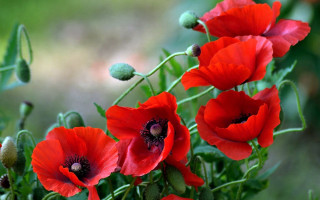 Red flowers vase outdoor blurry 2 - a table outside free wallpaper