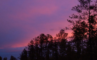 Purple sky trees fireworks milky - elinor proby adams free wallpaper