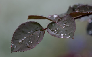 Leaf water droplets macro bubble 2 - a leaf free wallpaper