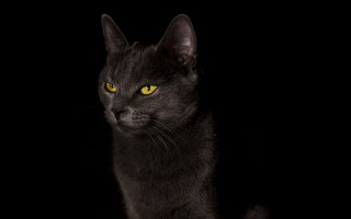 Black cat yellow eyes serious 11 - grey background free wallpaper