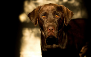 Dog yellow eye black background - chiaroscuro free wallpaper