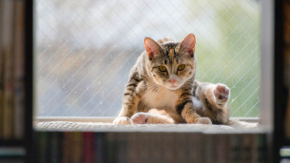 Cat fence window shiba inu - a chain link fence behind free wallpaper