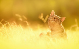 Cat in grass sunset orange - closed free wallpaper for desktop