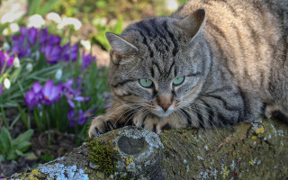 Cat tree stump garden purple - mossy free wallpaper for desktop