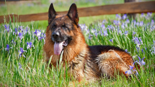 Dog grass bluebells outdoor animal - its tongue free wallpaper