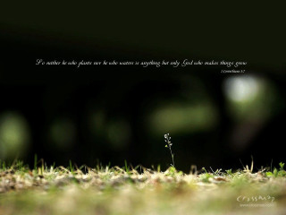 Small plant growing grass quote - small free wallpaper