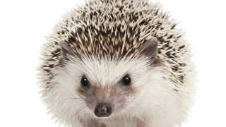 Hedgehog funny look white background - funny free wallpaper for desktop