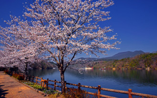 Tree white flowers lake fence - free spring wallpaper