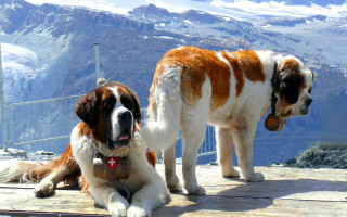 Mountain dogs wooden platform snowy - edwin landseer free wallpaper