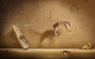 Mouse eating fruit mousetrap photorealistic - a piece of fruit free wallpaper