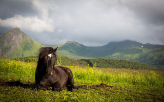 Horse field mountains clouds nature - evaline ness free wallpaper