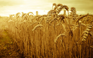 Wheat field sunset sky sepia - heavy free wallpaper