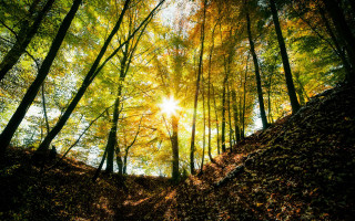 Sunshine forest leaves path nature - a path free wallpaper for desktop