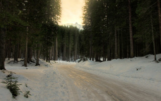 Snowy forest road magic godrays - snow and trees free wallpaper
