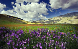 Flower field mountains clouds blue 2 - coppo di marcovaldo free wallpaper for desktop