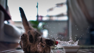 Cat playing water blurry snow - action scene free wallpaper for desktop