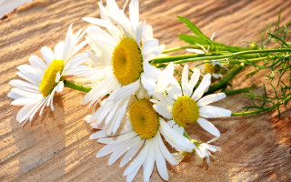 Daisies wooden table green stems 2 - a wooden table top free wallpaper
