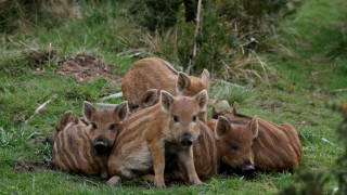 Wild boars grass group camera - wild free wallpaper