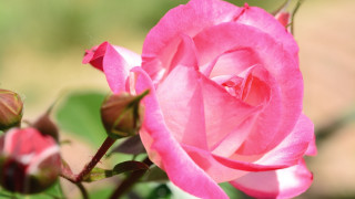 Pink rose garden macro blurry 2 - a garden free wallpaper