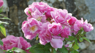 Pink roses blooming vase table - rock free wallpaper