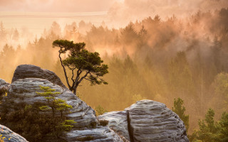 Tree rocky outcropping foggy forest - fog in the air free wallpaper