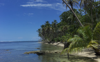 Beach palm trees clear water 19 - clear water free wallpaper