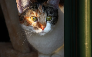 Cat window green eyes white - a white nose free wallpaper