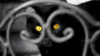 Black cat yellow eyes fence - chris friel free wallpaper