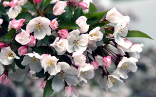 Closeup flowers green leaves pink - the top free wallpaper for desktop
