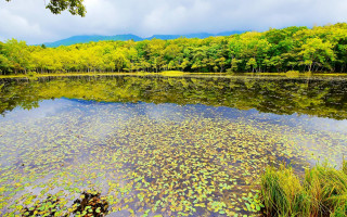 Lake trees water lilies cloudy - a cloudy sky in the background free wallpaper for desktop