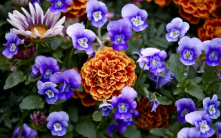 Flowers grass orange purple bloom - a bunch of flowers free wallpaper