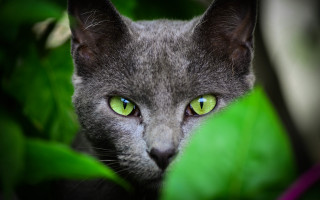 Cat green eyes blurry background 3 - eye free wallpaper