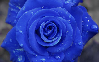 Blue rose water droplets bokeh - petal free wallpaper