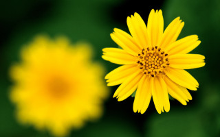 Yellow flower blurry background fireworks - a blurry photo free wallpaper