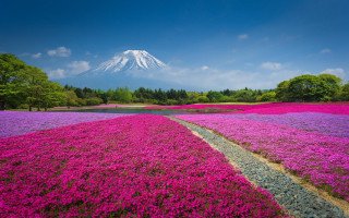Flower field mountain path blue - a field of flowers free wallpaper