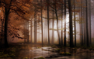 Foggy forest stream autumn bare - a stream free wallpaper