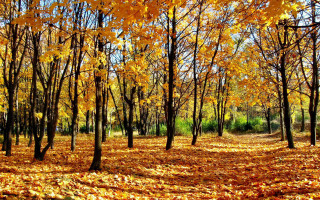 Autumn leaves forest fire fence - yellow leaf free wallpaper for desktop