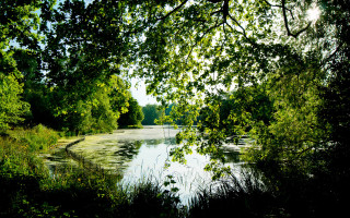 River trees grass boat night - the side of the river free wallpaper