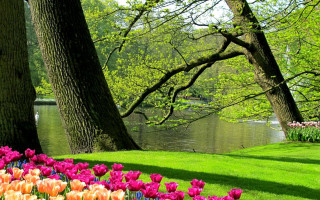 Flower lake trees bench nature - free spring wallpaper