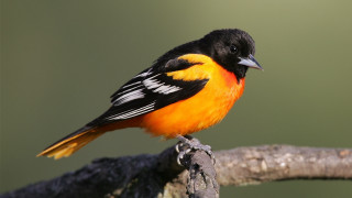 Orange black bird on branch - a green background and a blurry background free wallpaper