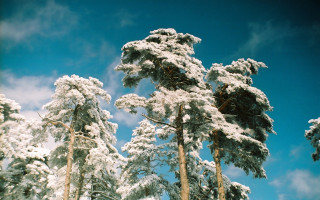 Snowy trees blue sky clouds 5 - snow under a blue sky free wallpaper