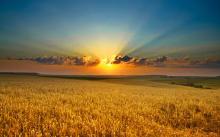 Wheat field sunset clouds horizon 2 - a bright sun free wallpaper