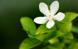 White flower green leaf blurry - a green leaf in the foreground free wallpaper