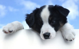 Puppy leaning white sign cute - the edge free wallpaper